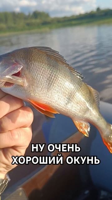 НУ ОЧЕНЬ ХОРОШИЙ ОКУНЬ. #рыбалка #окунь #судак смотреть онлайн