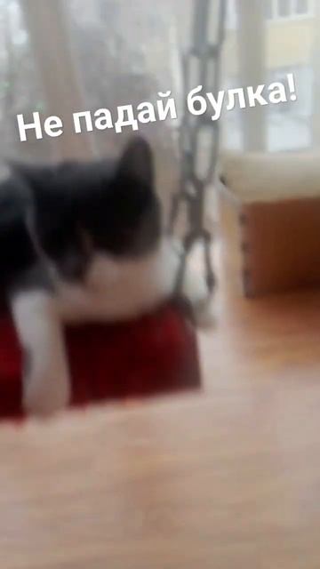 булка чуть не упала с качели а потом начала атаковать ? смотреть онлайн
