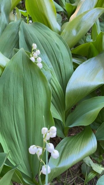 #piano #music #cat #nature #travel #beats #garden #deephouse #cake #весна #весна#крас смотреть онлайн