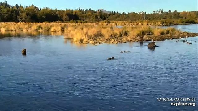 Медведи Катмай. Аляска - Katmai bears. Alaska. смотреть онлайн