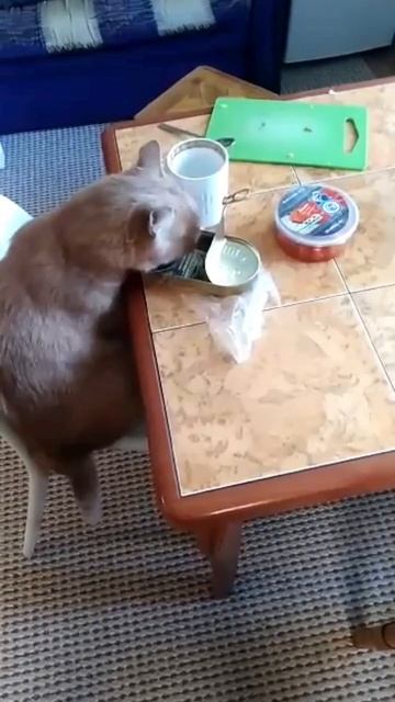 самый лучший друг это кот он будет есть вместе с тобой смотреть онлайн