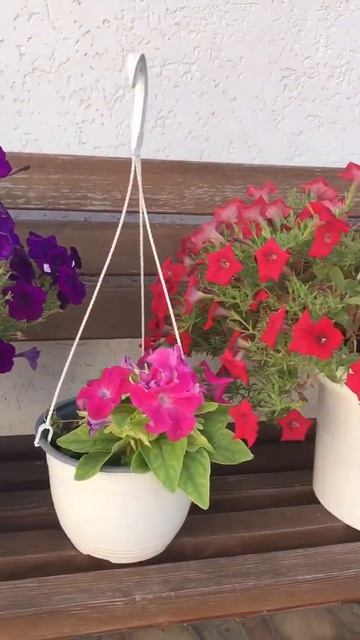 Петуния. Мои два простых правила - не засушивай (полива смотреть онлайн