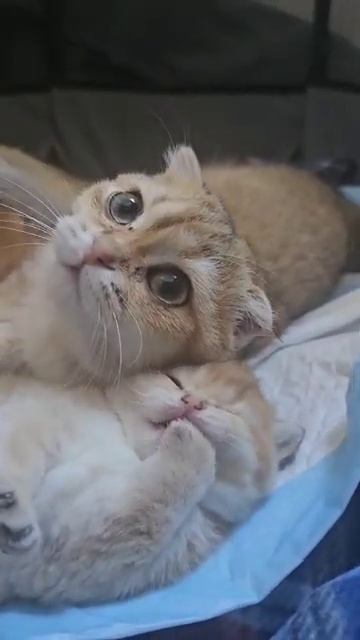тройка котят #популярное #cat #catlover #реки #подпишись #kitten #топ #cute смотреть онлайн