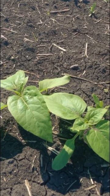 🌻Мортира - системный гербицид для защиты зерновых ку?