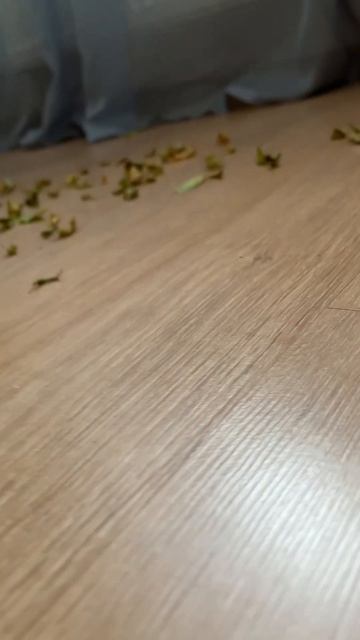 Весеннее обновление! #shortvideo #москва #цветы #цветыдлядо? смотреть онлайн