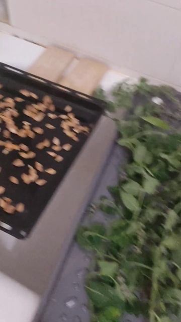 Полезные травы сушим: мята, шалфей, лаванда, ясоп #панк? смотреть онлайн