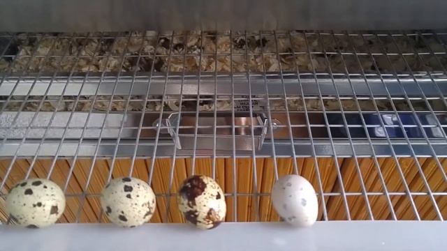 Переезд курочек прошел без стресса) Несушки на перепелиной ферме "Лунатики" смотреть онлайн