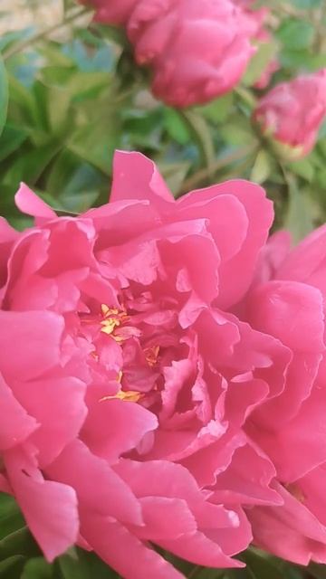 Бордовый пион смотреть онлайн