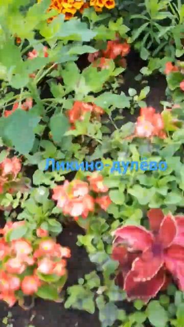 клумба перед фабрикой фарфора смотреть онлайн