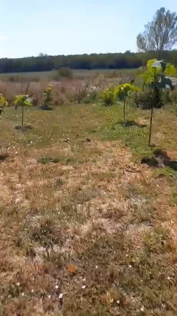 Павловния на пасеке #eco #warre #мед #экомед #пчеловодство #? смотреть онлайн