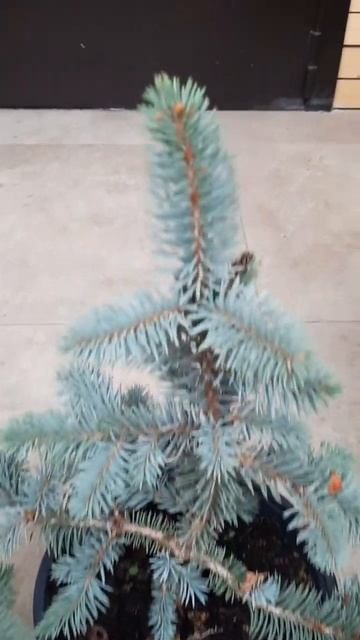 🌲Ель Глаука пендула | Telegram: https://t.me/love_is_hvoiny_dvorik смотреть онлайн