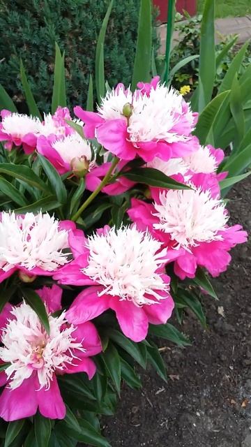 Пион Fantastik радует своим цветением )) смотреть онлайн