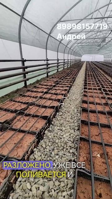 Выгонка тюльпанов в теплице #тюльпаны #выгонкатюльпан