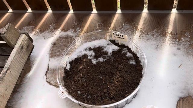 Купила подснежники/На даче лопнуло ведро и не только/М смотреть онлайн