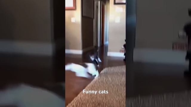 Funny cats filing danger #catshorts #cat #funny #kitten #catvideos #кот #кошка #кошки смотреть онлайн