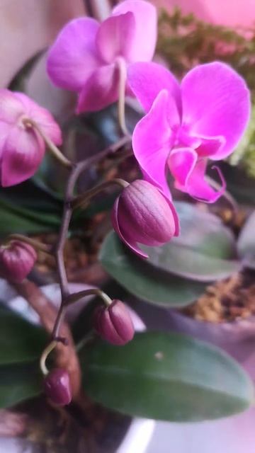 мои красавчики цветут #комнатные #орхидея # гипеаструм смотреть онлайн