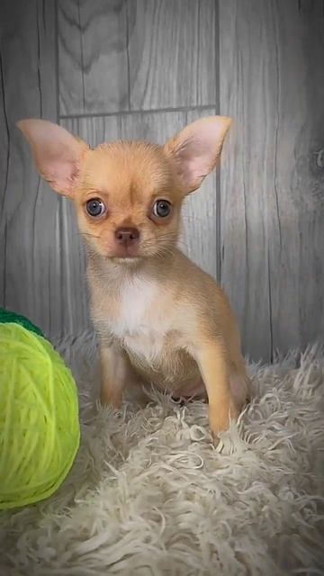 Девочка чихуахуа. Ожидаемый вес 2.5 кг. 89604455299 Краснодар смотреть онлайн