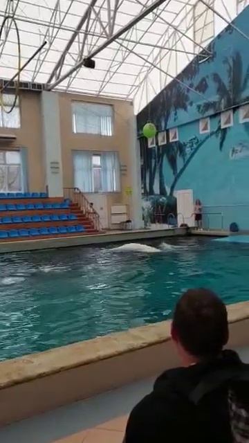 приехали в дельфинарий белый кит 🐳🐳👍👍👍(2) смотреть онлайн