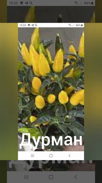 семейство паслёновых часть-2 смотреть онлайн