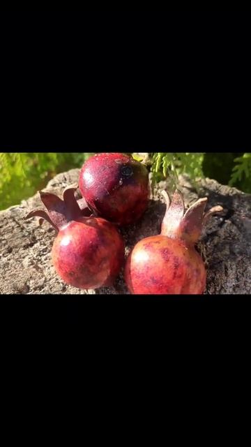 #гранат #8шар, #вырастить #домашниерастения #красиво #че смотреть онлайн