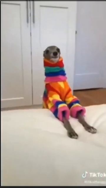 Собачки тоже любят быть в тренде! Оцените мои наряды! #s смотреть онлайн