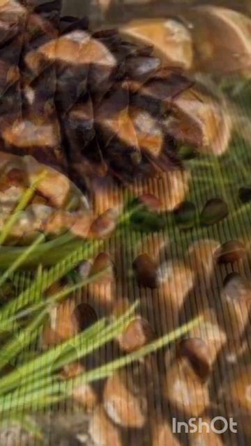 Остеохондроз лечат эти орехи!!! смотреть онлайн