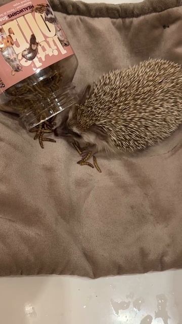 Ёжик Смолушка и червячки❣️или Мучной червь фирмы LITTLE смотреть онлайн