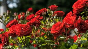 Антология лучших мелодий Сергея Грищука! Мелодии идут с годами! можно слушать вечно! Музыка Грищук С