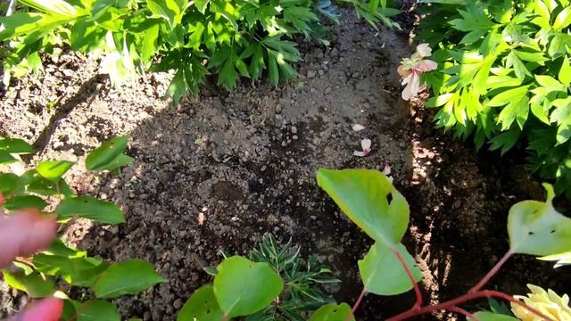 7 июня 2024 г.Цветение пионов на даче у Елены .ч.3🌹🌹🌹🌟 смотреть онлайн