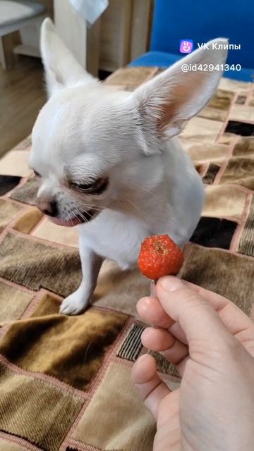 Чихуахуа Рекси