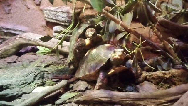 Московский зоопарк. Угольная черепаха.