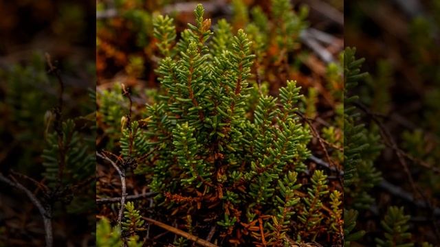 Водяника чернаяшикша