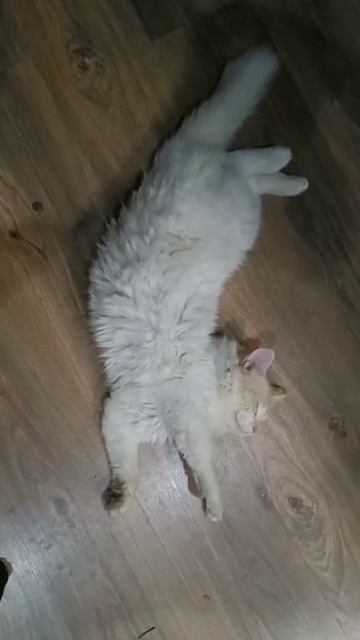 котик смотреть онлайн