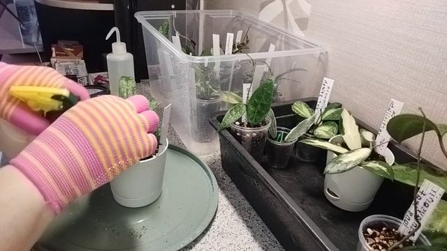 Третья обработка! новые растения в доме😊☺ есть ли из смотреть онлайн