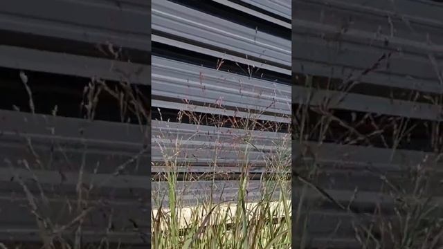 Декоративные травы! Вуаль и нежность в саду смотреть онлайн