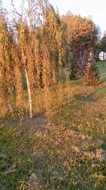 Необычные березы смотреть онлайн