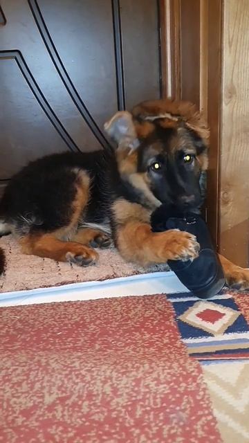 Измельчитель обуви 🥰 Щенок немецкой овчарки 3 месяца. смотреть онлайн