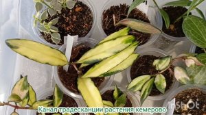 Хойя Матильда сплеш, результат эксперимента.
Тепличка с хойями