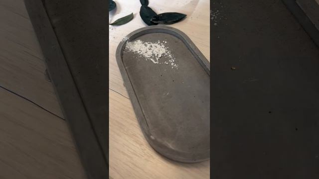 Размножаем замиокулькас фрагментами листа #комнатные смотреть онлайн