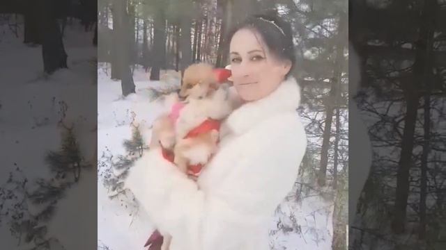 fluffynikstar !  С Новым 2021 годом! шпиц мишка! померанский шпиц