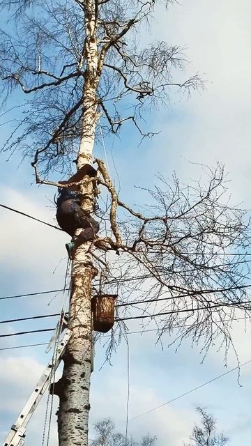 берёза смотреть онлайн