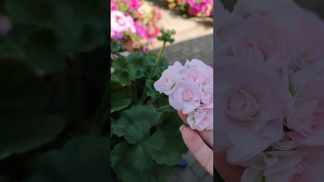 Мальта Жемчужная Свадьба смотреть онлайн