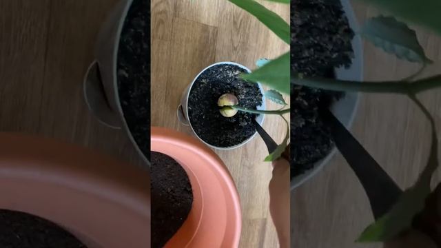 #авокадо #пересадка смотреть онлайн