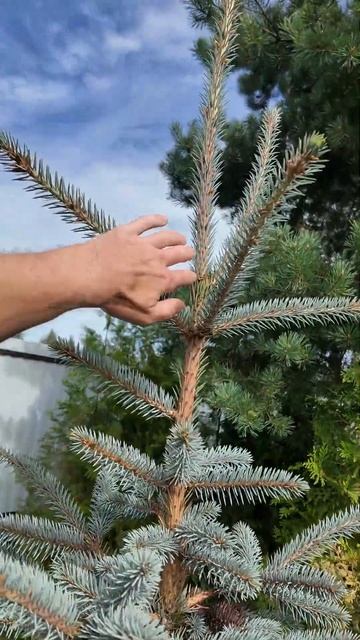 Голубые ели к концу лета смотреть онлайн