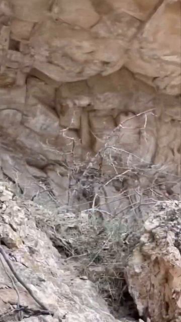 Как он туда попал ??? #аризона #каньон #дикиеживотные #ол смотреть онлайн