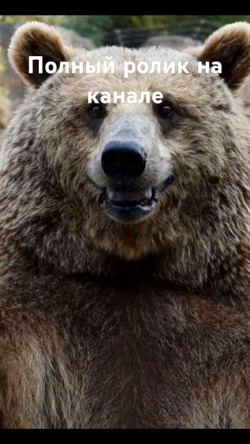 МЦ-572 "Астарта" крупнокалиберная снайперская винтовка смотреть онлайн