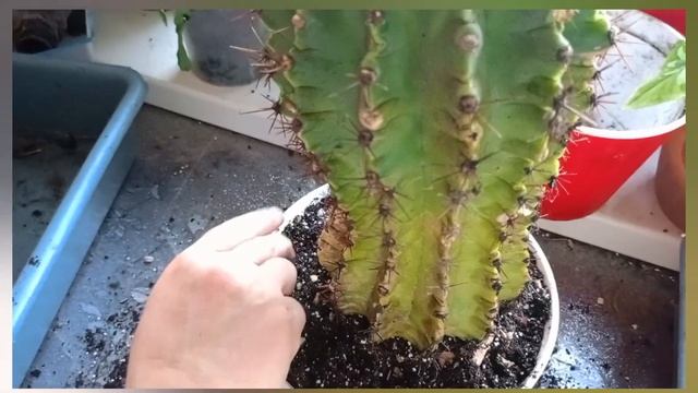 Эхинопсис трубкоцветный (Echinopsis Tubiflora) пересадка