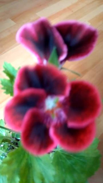 Королівська пеларгонія #shorts Royal pelargonium смотреть онлайн