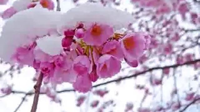 Белой акации гроздья душистые смотреть онлайн