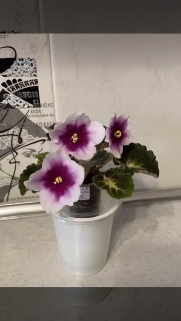 ЛФ-Посмотри в глаза. Селекционер Лилия Федосеева. Сорт смотреть онлайн